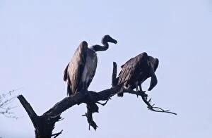 Indian White-backed / Indian White-rumped / Oriental White-backed Vulture - perched on tree