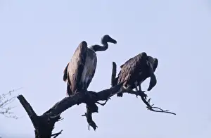 White Backed Prints: Indian White-backed / Indian White-rumped / Oriental White-backed Vulture - perched on tree