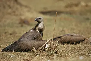 Indian White-backed Vulture JPF 1205 Gyps bengalensis © Jean-Paul Ferrero / ardea. com