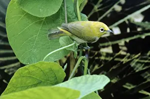 Indian White-eye