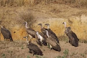 Images Dated 11th January 2007: Indian Whitebacked Vulture Bandhavgarh National Park, India