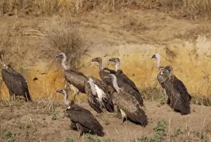 White Backed Prints: Indian Whitebacked Vulture Bandhavgarh National Park, India