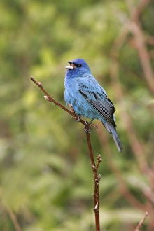 Images Dated 27th May 2005: Indigo Bunting