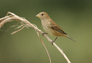 Images Dated 3rd March 2005: Indigo Bunting - February. Southern Florida, USA