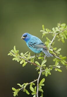 Images Dated 3rd March 2005: Indigo Bunting - male Spring, Connecticut, USA