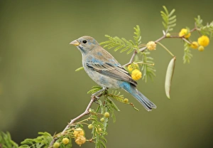 Images Dated 3rd March 2005: Indigo Bunting - molting male, February. Southern Florida, USA