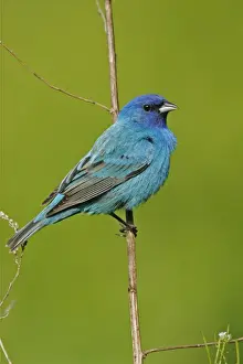 Indigo Bunting Southern Florida, USA