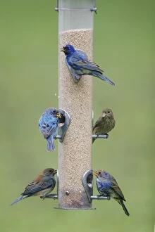 Images Dated 3rd March 2005: Indigo Bunting Southern Florida, USA