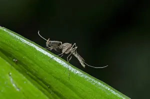 Mosquito Prints: INDO 20-05 24