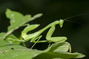 Arthropod Collection: INDO 20-05 44