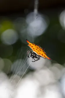 Arthropod Collection: INDO 20-06 341