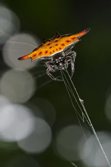 Arthropod Collection: INDO 20-06 342