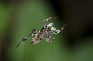 Arthropod Collection: INDO 20-06 38