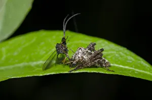 Arthropod Collection: INDO 20-06 393