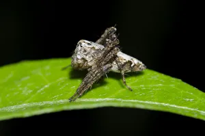Arthropod Collection: INDO 20-06 397