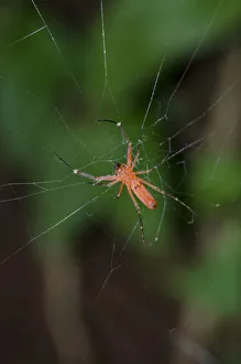 Arthropod Collection: INDO 20-06 44