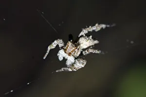 Arthropod Collection: INDO 20-06 49