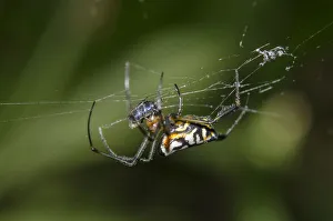 Arthropod Collection: INDO 20-06 68