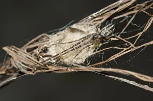 Arthropod Collection: INDO 20-07 155