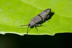 Arthropod Collection: INDO 20-07 194