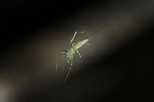 Arthropod Collection: INDO 20-07 20