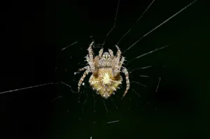 Arthropod Collection: INDO 20-07 248