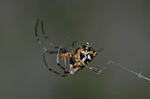Arthropod Collection: INDO 20-07 309