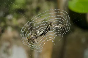 Arthropod Collection: INDO 20-07 391