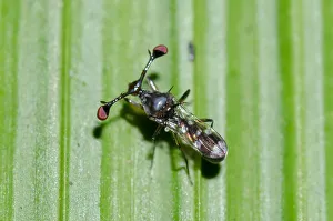 Arthropod Collection: INDO 20-07 446