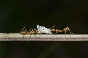 Arthropod Collection: INDO 20-07 55