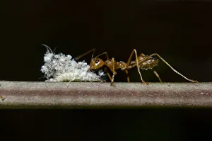 Arthropod Collection: INDO 20-07 56