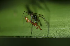 Arthropod Collection: INDO 20-07 64