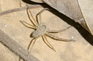 Arthropod Collection: INDO 20-08 363