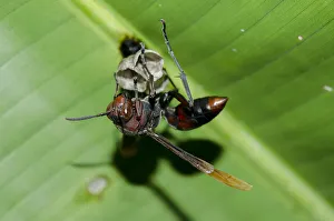 Arthropod Collection: INDO 20-08 393