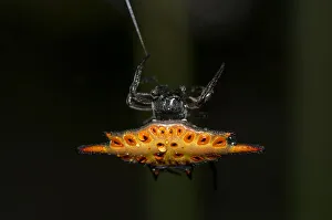 Arthropod Collection: INDO 20-08 531