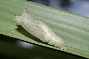 Arthropod Collection: INDO 20-08 561