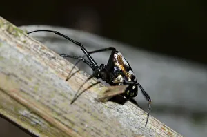 Arthropod Collection: INDO 20-08 568