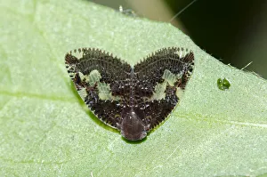 Arthropod Collection: INDO 20-08 761
