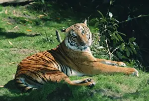 Indo-chinese Tiger KFO 1547 South East Asia Panthera tigris corbetti © Kenneth W. Fink / ARDEA LONDON