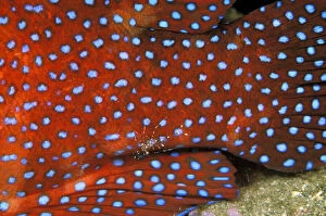 Bass Gallery: Indo-Pacific. Cleaner shrimp on coral cod