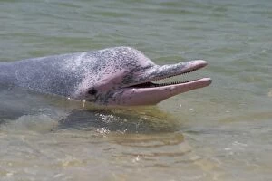 Indo-Pacific Humpback / Pink / Chinese White DOLPHIN - head out of water