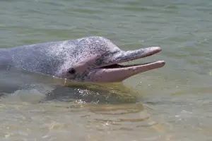 Indo-Pacific Humpback / Pink / Chinese White Dolphin - With head out of water. Found in northern Australia and Papua New Guinea and around the Indian Ocean coastline
