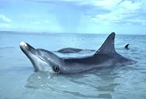 Indo-Pacific / Indian Ocean / Long-beaked Bottlenose Dolphin