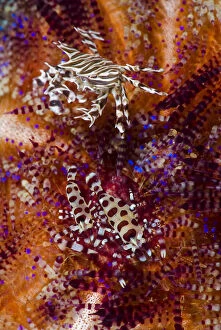 Indonesia, Adonara Island. Close-up of invertebrates