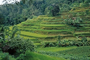 Images Dated 6th June 2011: Indonesia, Bali, near Ubud. Rice terraces