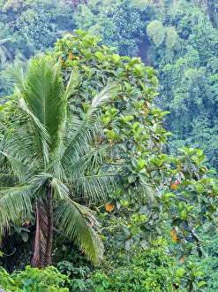 Culture Prints: Indonesia, Bali, Ubud. Palm trees in a tropical forest. Date: 11-04-2018