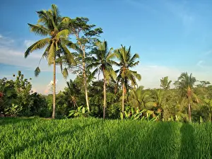 Clear Prints: Indonesia, Bali, Ubud. Rice fields and palm trees Date: 12-04-2018