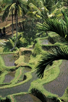 Farmer Gallery: Indonesia, Bali, Ubud. Rice paddies