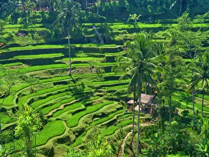 Attraction Collection: Indonesia, Bali, Ubud. Tegallalang Rice Terraces. Date: 12-04-2018