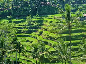 Indonesia, Bali, Ubud. Tegallalang Rice Terraces near Ubud Date: 12-04-2018